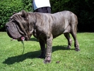 dogs 24 06 2006.a 050.jpg
